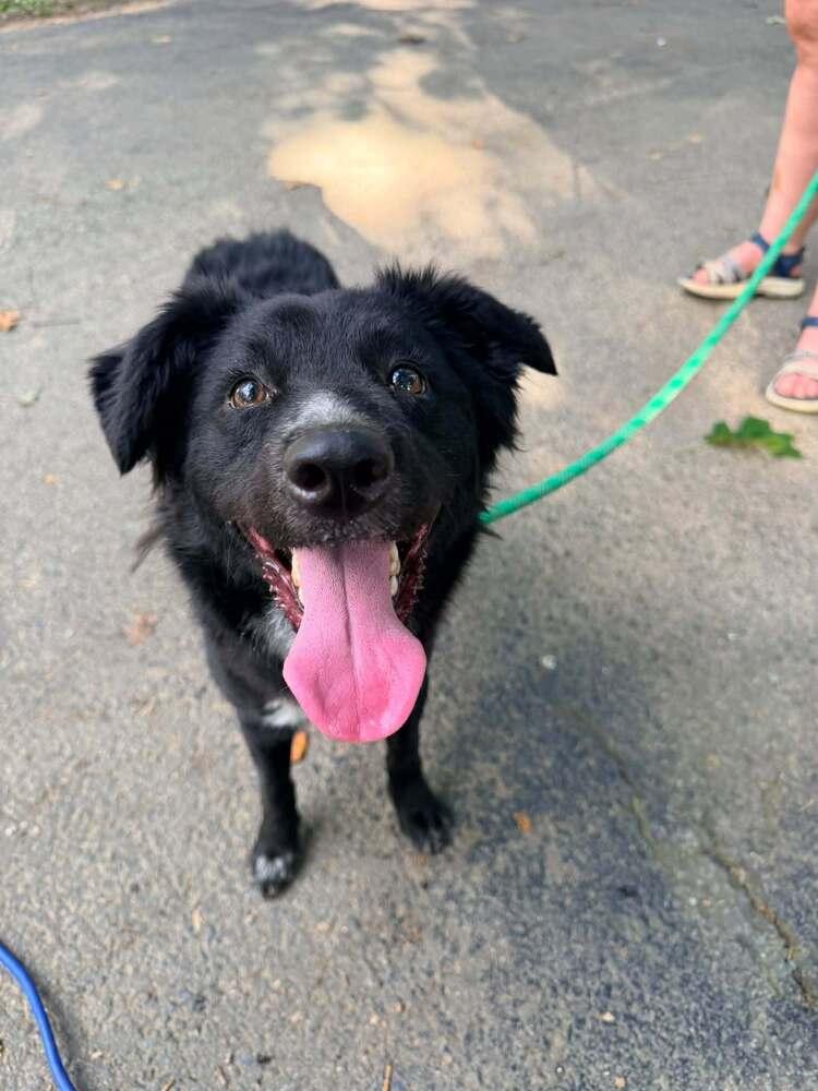 Enlarge Everest, a Adoptable mixed breed in Troy, VA image 4/5