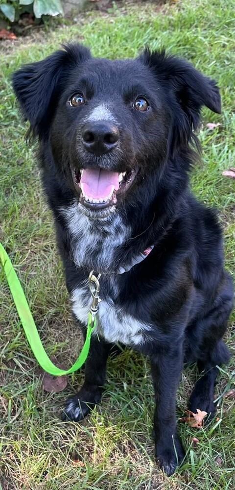 Enlarge Everest, a Adoptable mixed breed in Troy, VA image 5/5