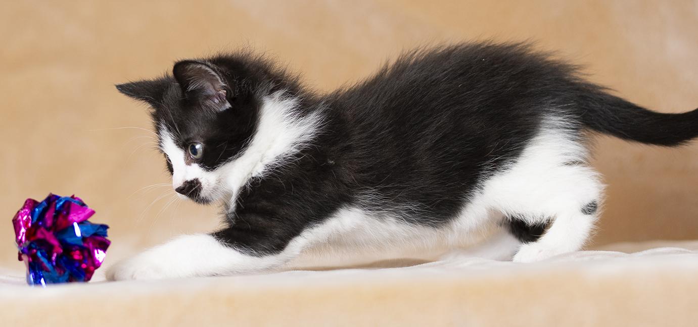 Enlarge Rumi, an adopted Domestic Short Hair in Chicago, IL image 3/6