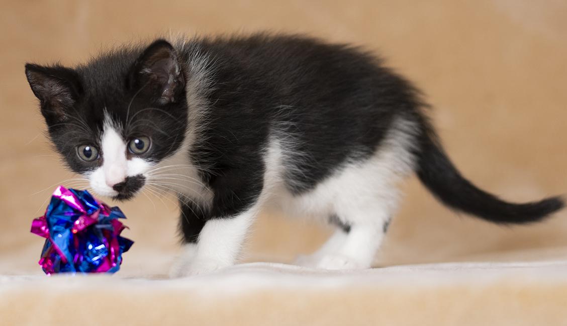 Enlarge Rumi, an adopted Domestic Short Hair in Chicago, IL image 2/6