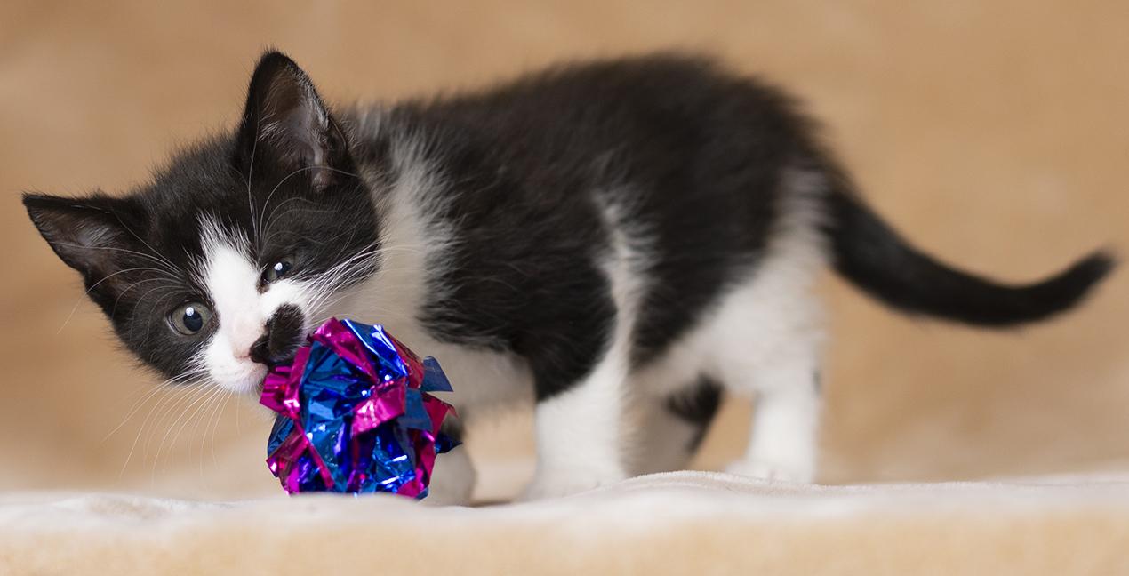 Enlarge Rumi, an adopted Domestic Short Hair in Chicago, IL image 4/6