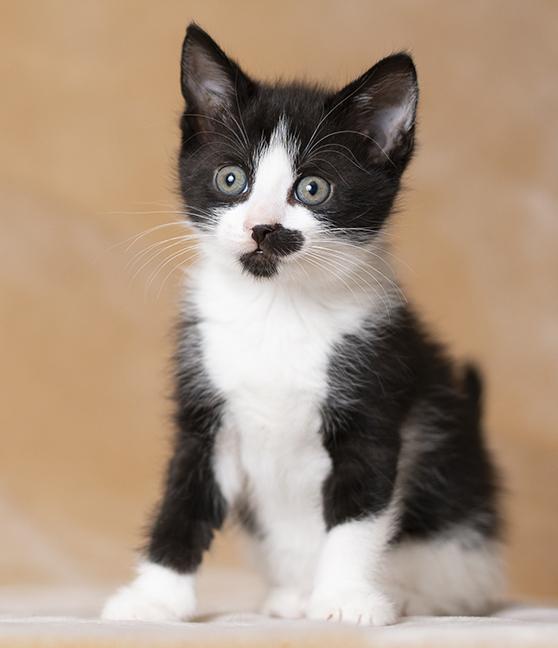 Rumi, adopted, Kitten Male Domestic Short Hair.