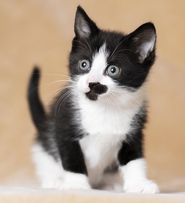 Enlarge Rumi, an adopted Domestic Short Hair in Chicago, IL image 6/6