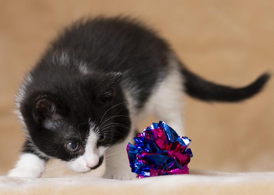 Enlarge Rumi, an adopted Domestic Short Hair in Chicago, IL image 5/6