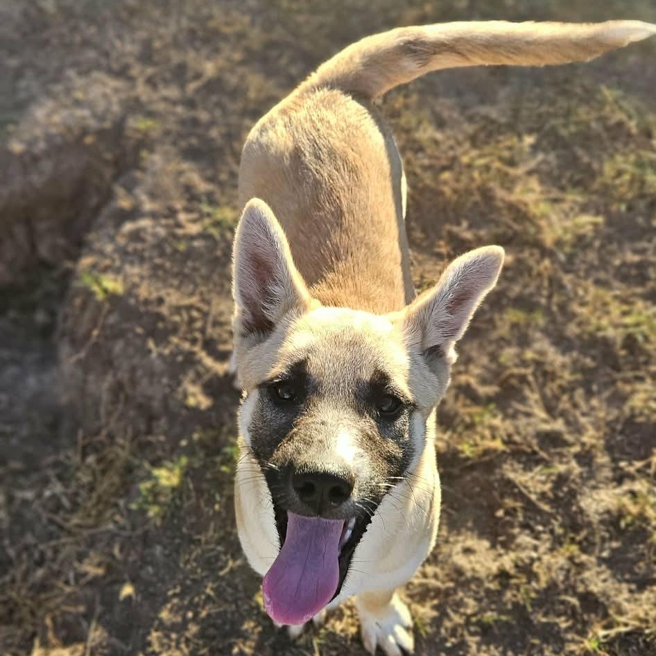 Daisy — thumbnail 3