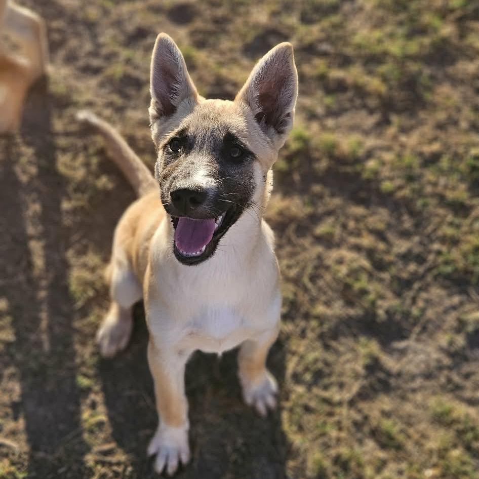 Daisy — thumbnail 6