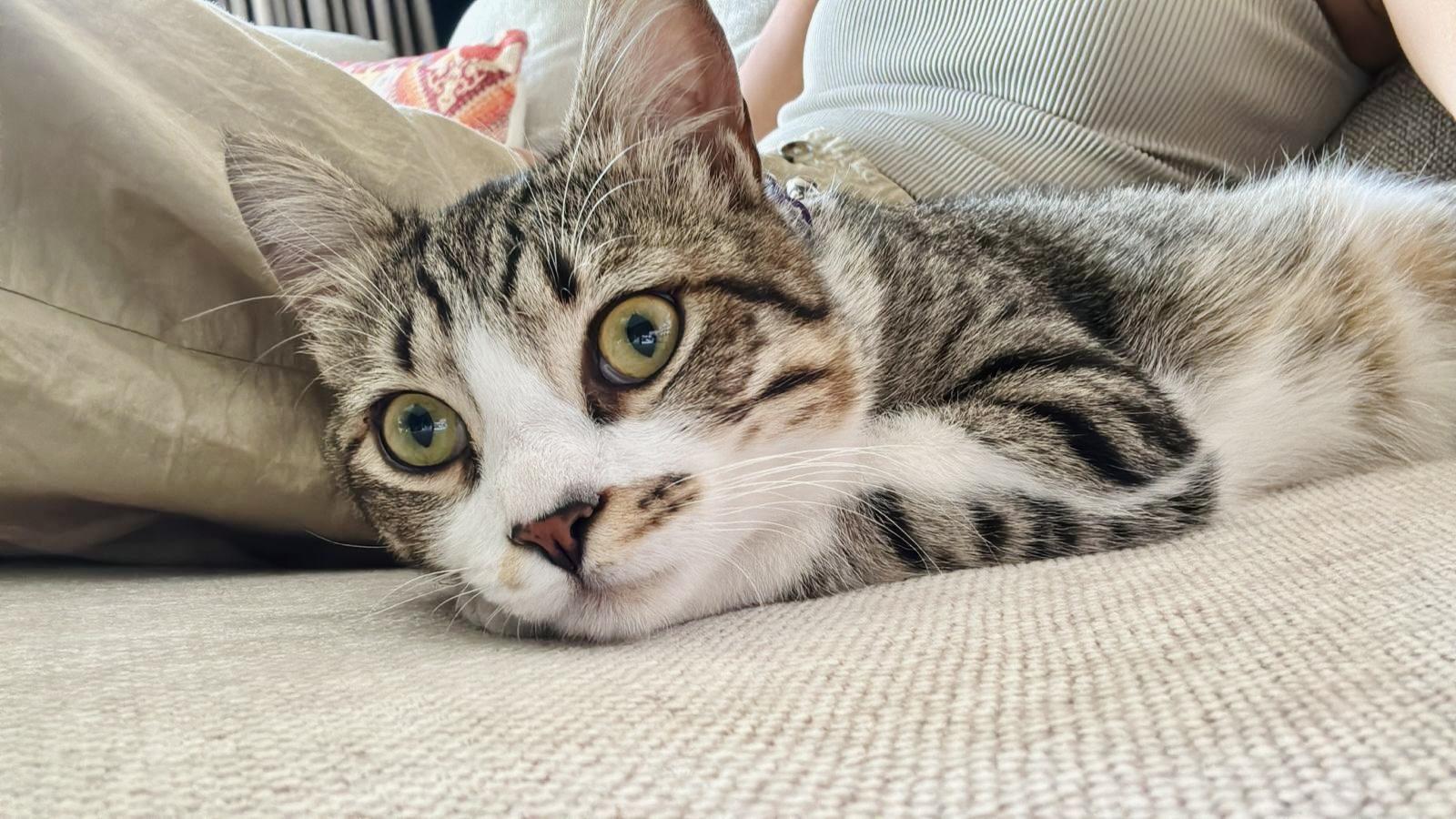 Enlarge Storm, a Kitty That Will Shower You With Love, a Adoptable mixed breed in Somerset, NJ image 2/6