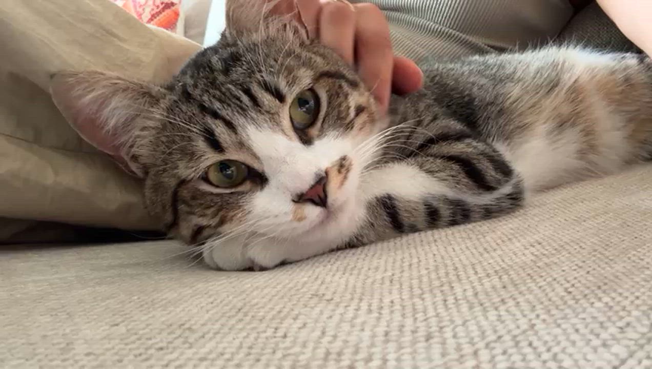 Enlarge Storm, a Kitty That Will Shower You With Love, a Adoptable mixed breed in Somerset, NJ video 6/6