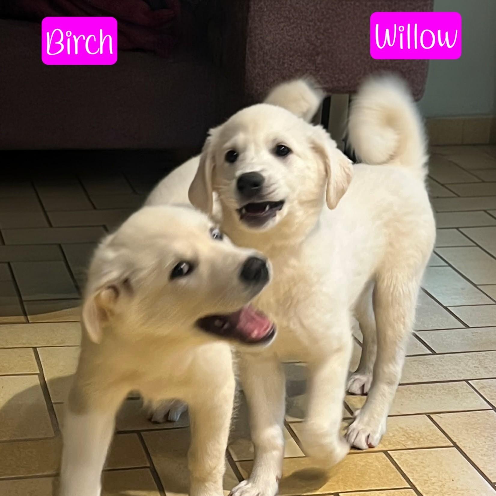 Enlarge Birch Woods, a ADOPTABLE mixed breed in Atlanta, GA image 4/6