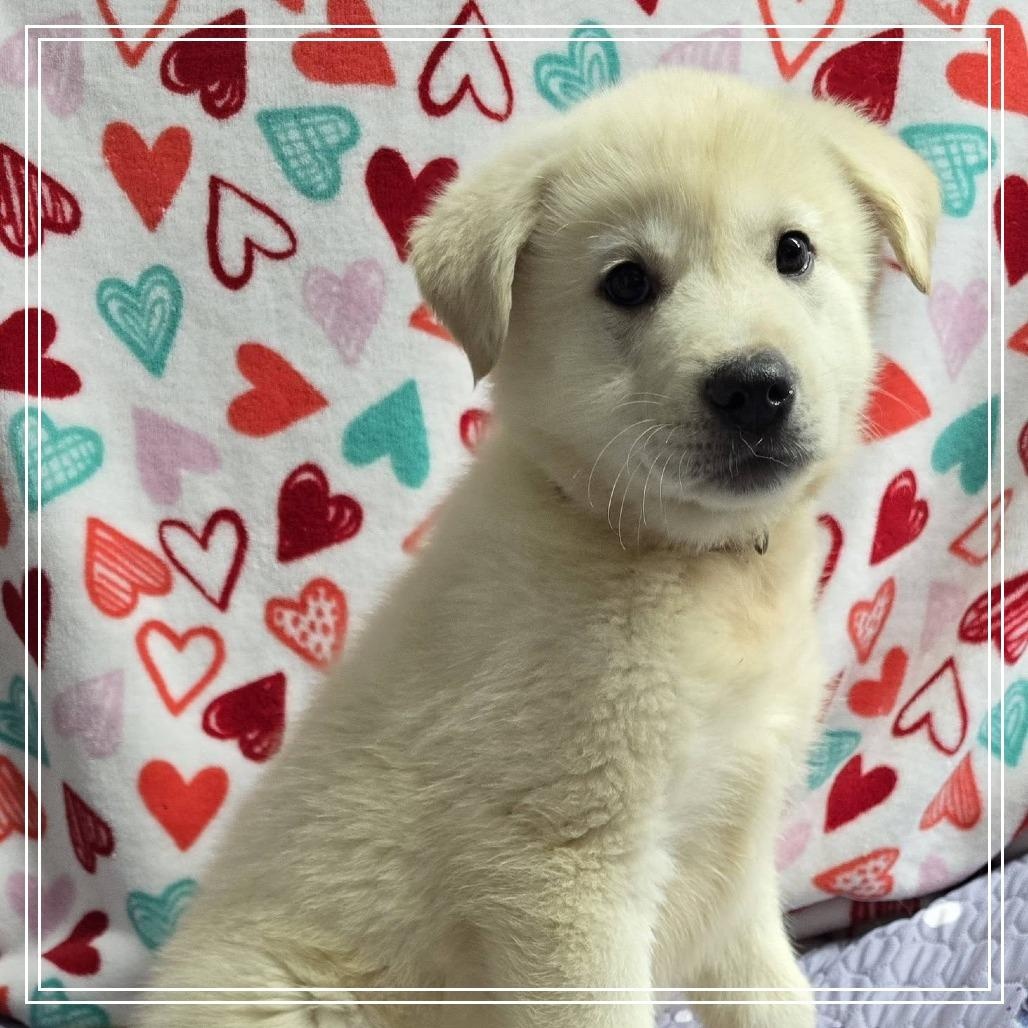 Enlarge Birch Woods, a ADOPTABLE mixed breed in Atlanta, GA image 5/6