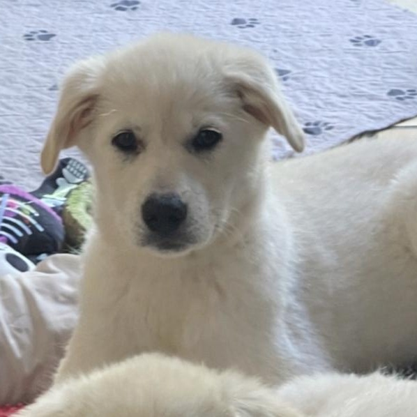Birch Woods, ADOPTABLE, Puppy Female Great Pyrenees & Anatolian Shepherd.