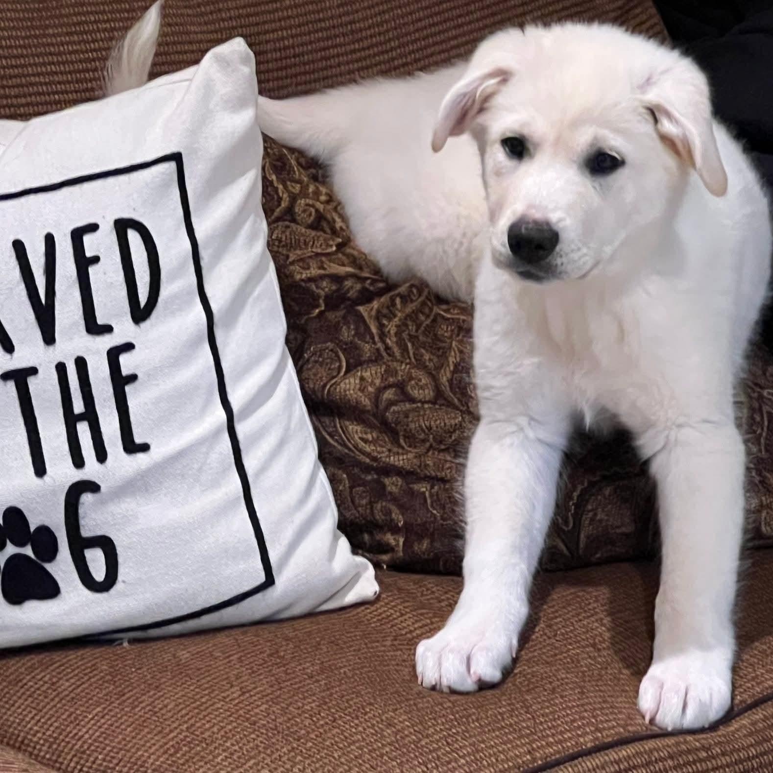 Enlarge Birch Woods, a ADOPTABLE mixed breed in Atlanta, GA image 3/6