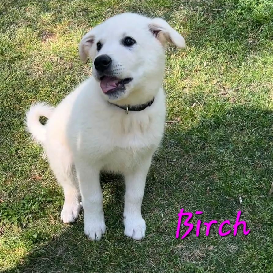Enlarge Birch Woods, a ADOPTABLE mixed breed in Atlanta, GA image 2/6