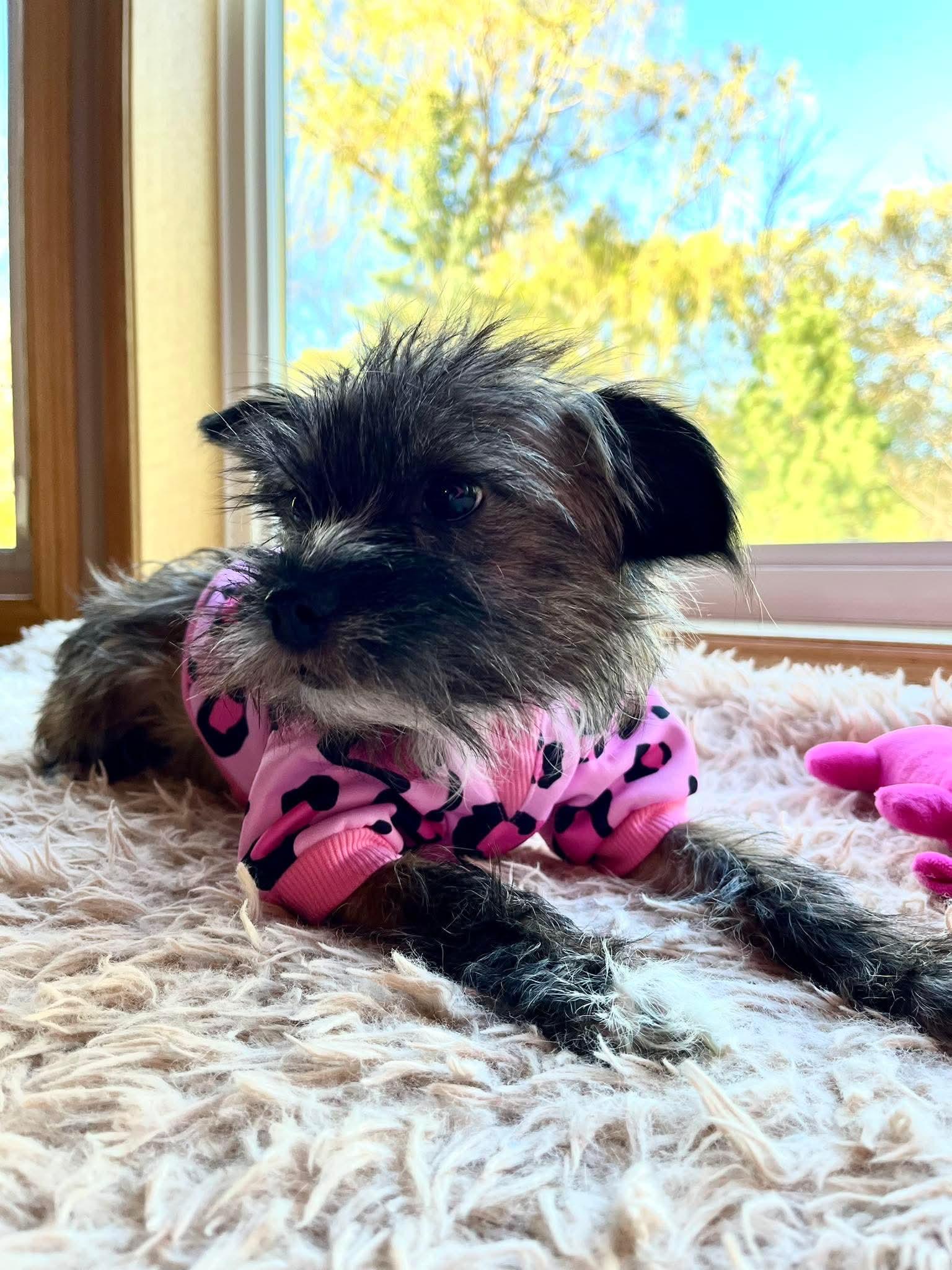 Kalyxa, a Adopted mixed breed in Minneapolis, MN image 1/3