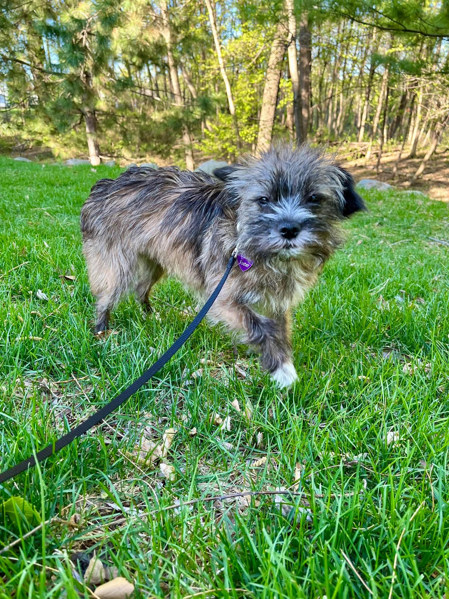 Kalyxa, a Adopted mixed breed in Minneapolis, MN image 2/3