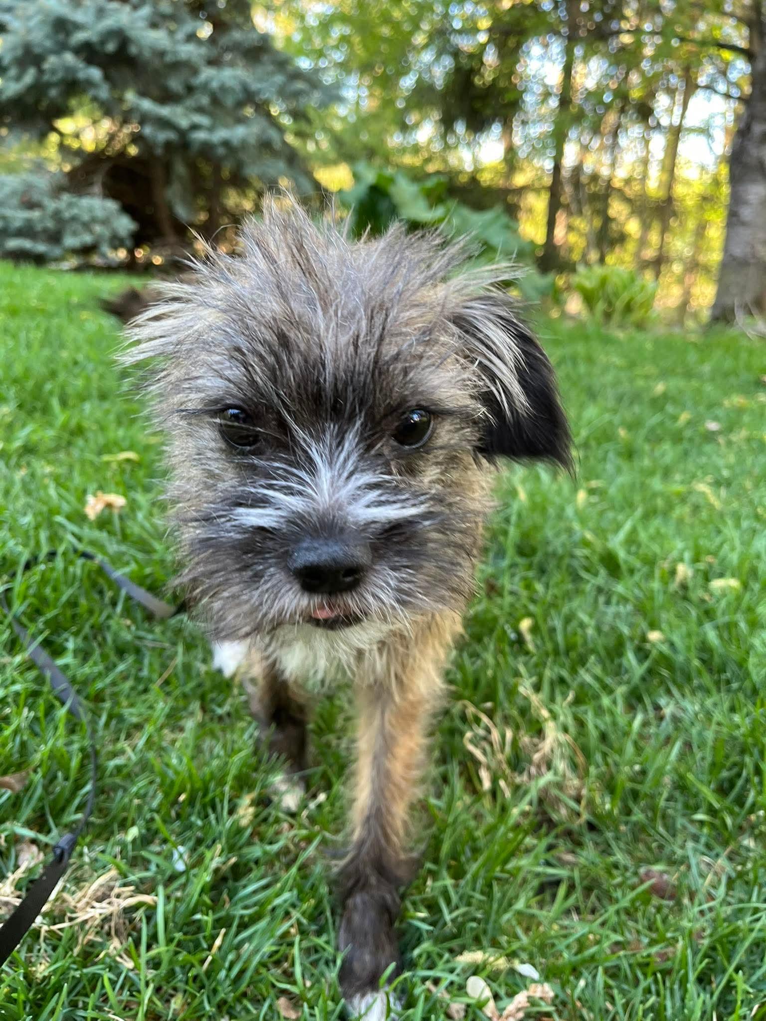 Kalyxa, a Adopted mixed breed in Minneapolis, MN image 3/3