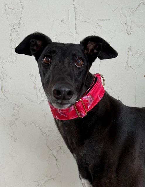 Selma, Adoptable, Adult Female Greyhound.