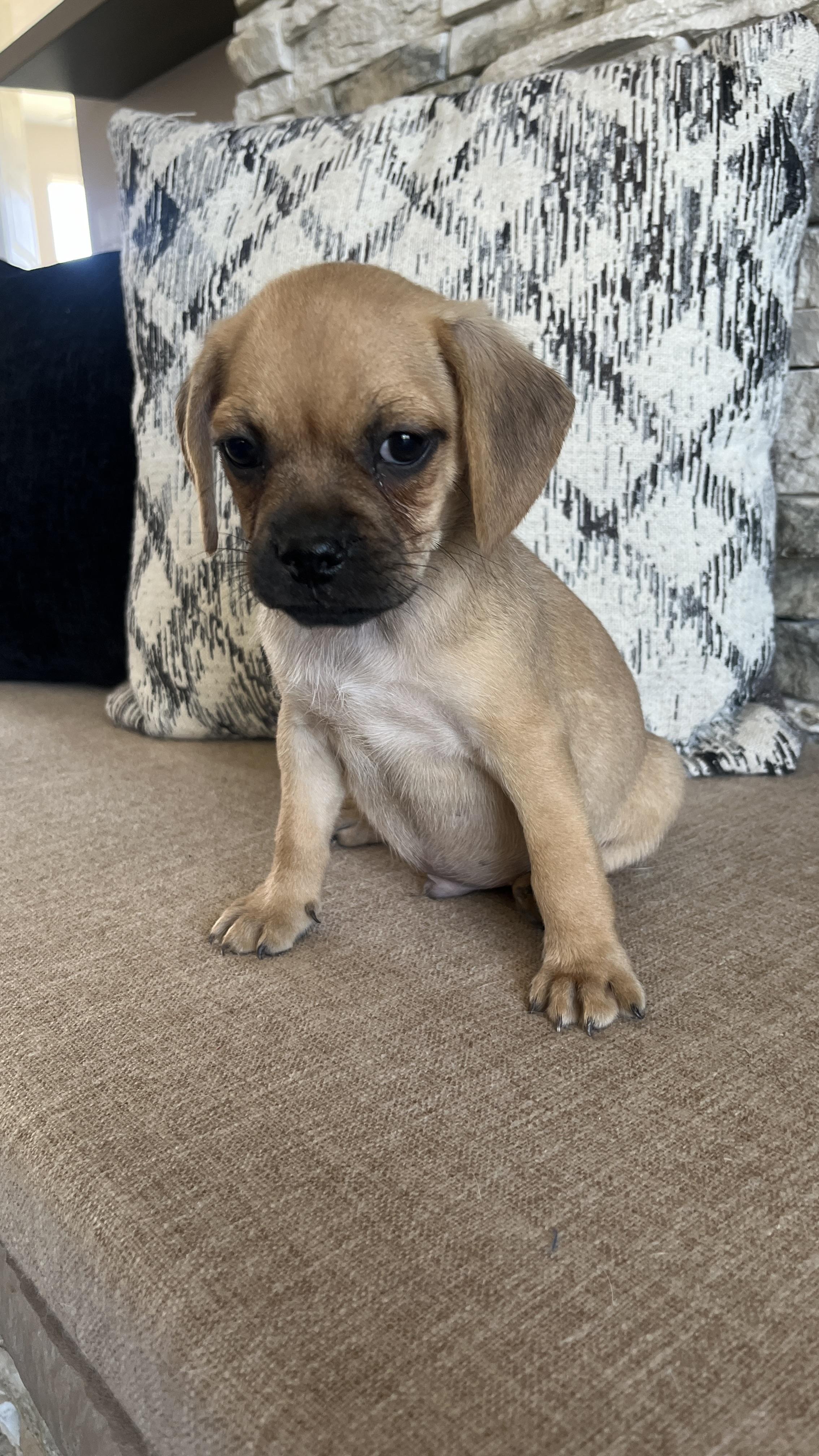 Dragon, Baby Male Puggle