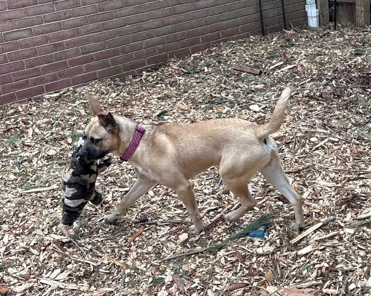 Johnny, Adoptable, Young Male Mixed Breed.