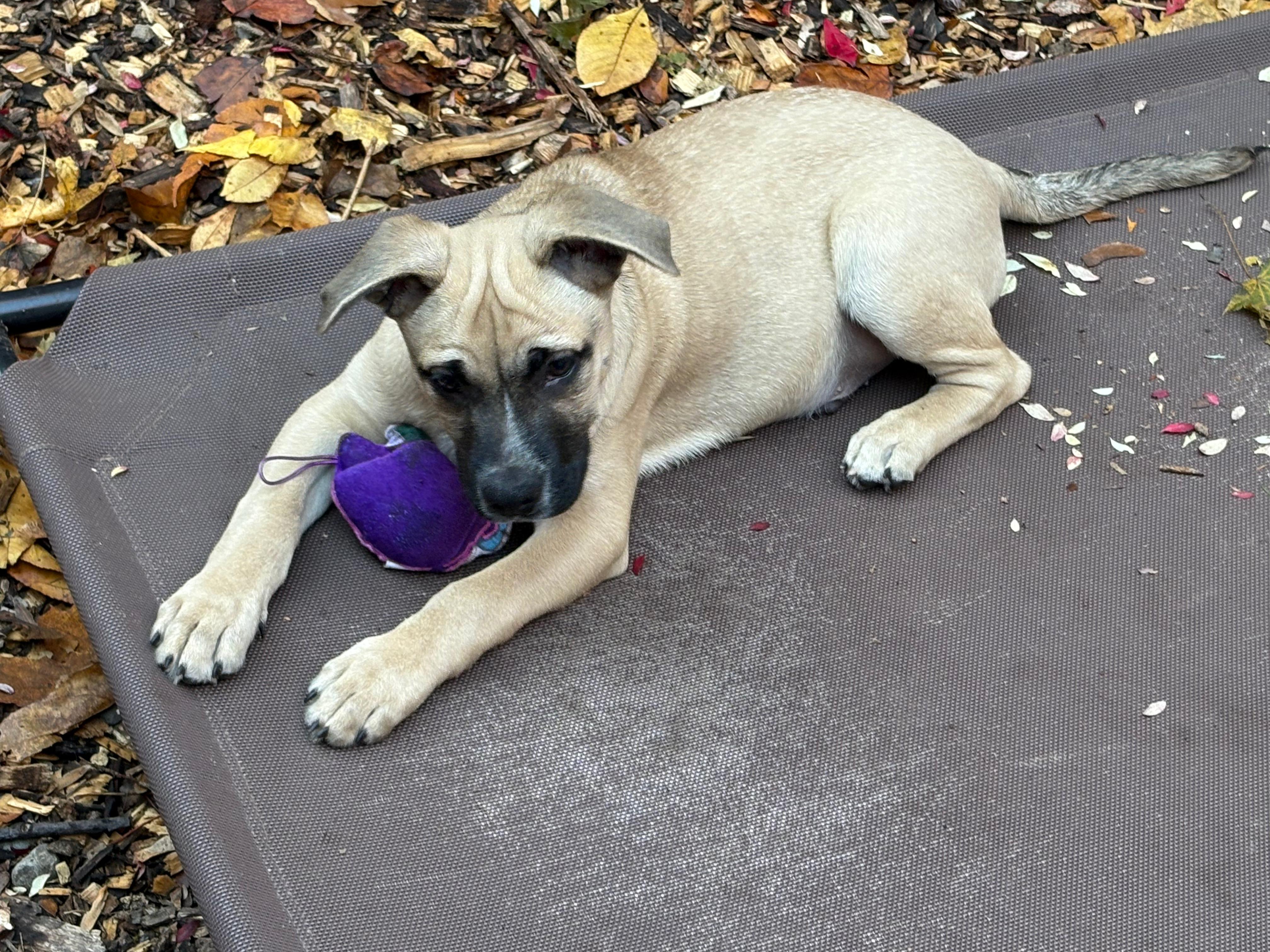 Johnny, Adoptable, Puppy Male Dachshund.