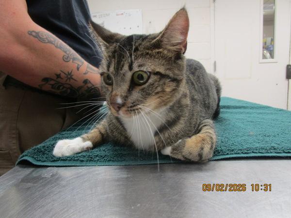 Malia (600), Adoptable, Adult Female Domestic Short Hair.