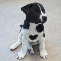 Buttercup — thumbnail 2