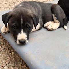 Buttercup — thumbnail 3