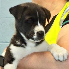 Buttercup — thumbnail 4