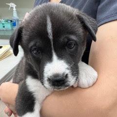 Buttercup — thumbnail 5