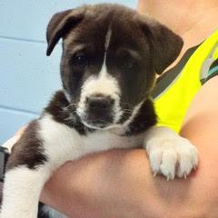 Buttercup — thumbnail 6