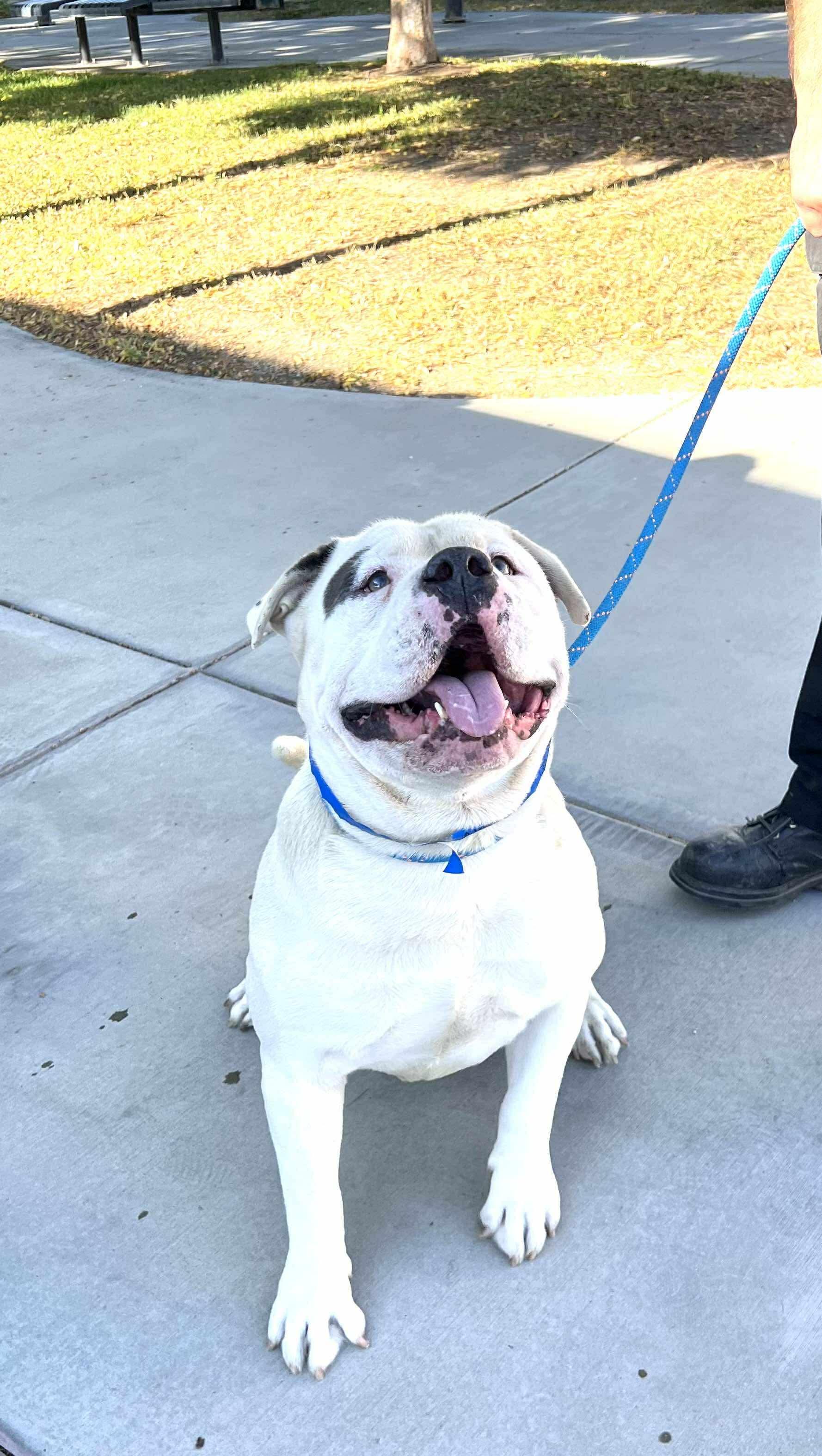 Mr. T, Adoptable, Adult Male American Bulldog.