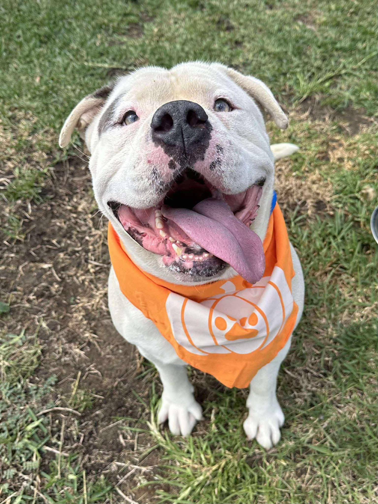 Mr. T, a Adoptable American Bulldog in Winchester, CA image 1/3