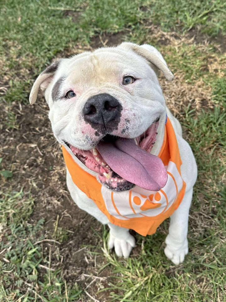 Mr. T, a Adoptable American Bulldog in Winchester, CA image 2/3
