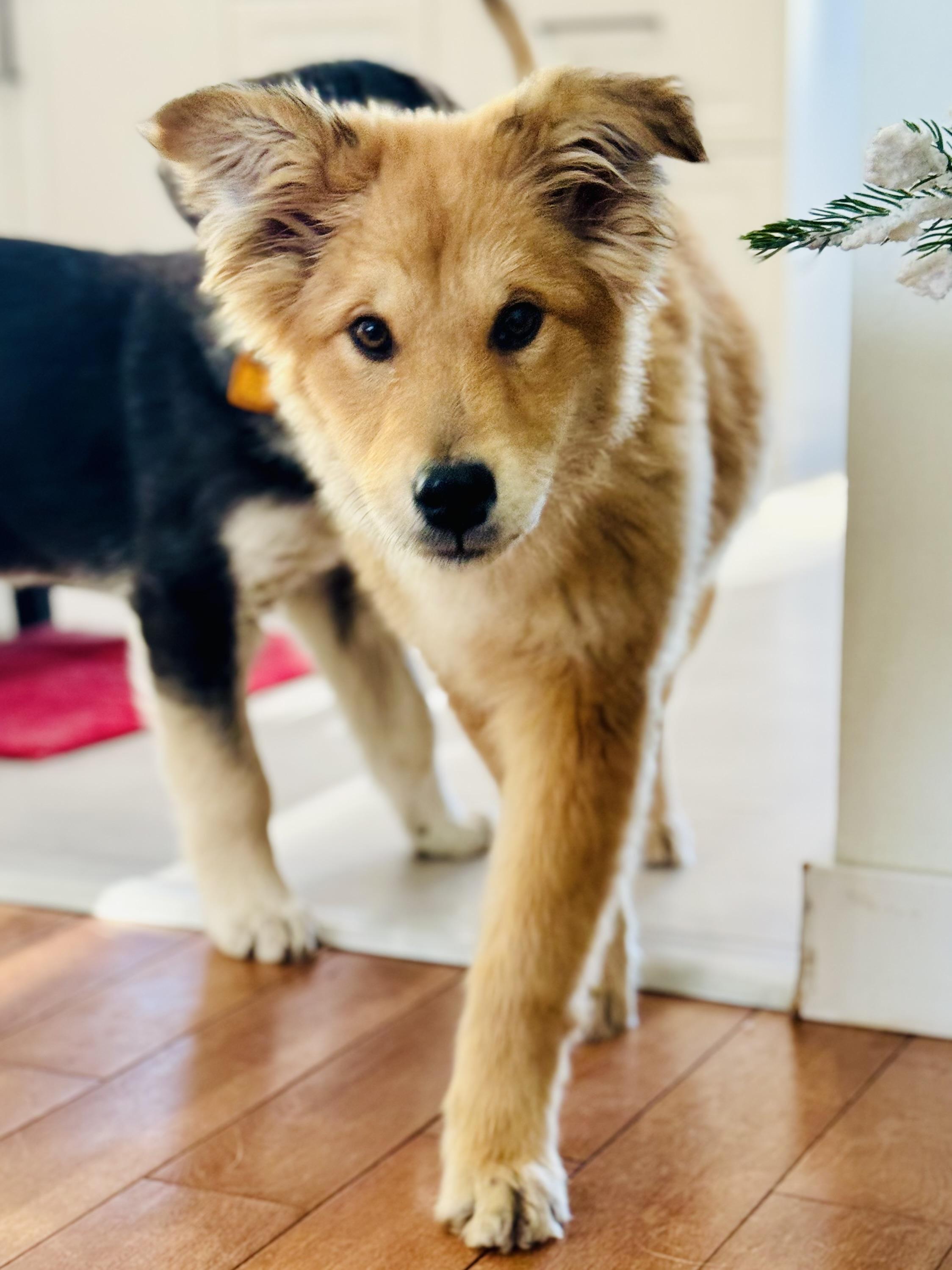 Velvet, an adopted Mixed Breed in Saskatoon, SK image 5/6