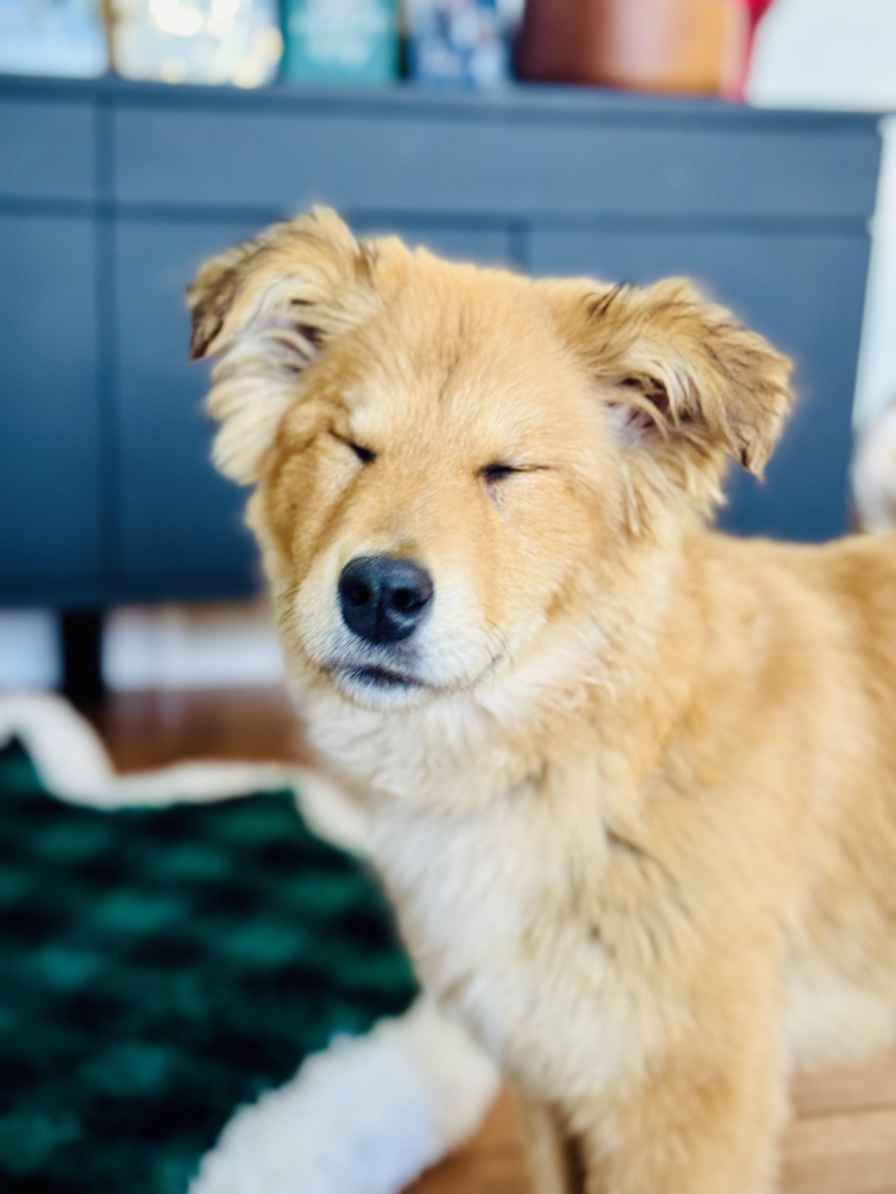 Velvet, an adopted Mixed Breed in Saskatoon, SK image 2/6