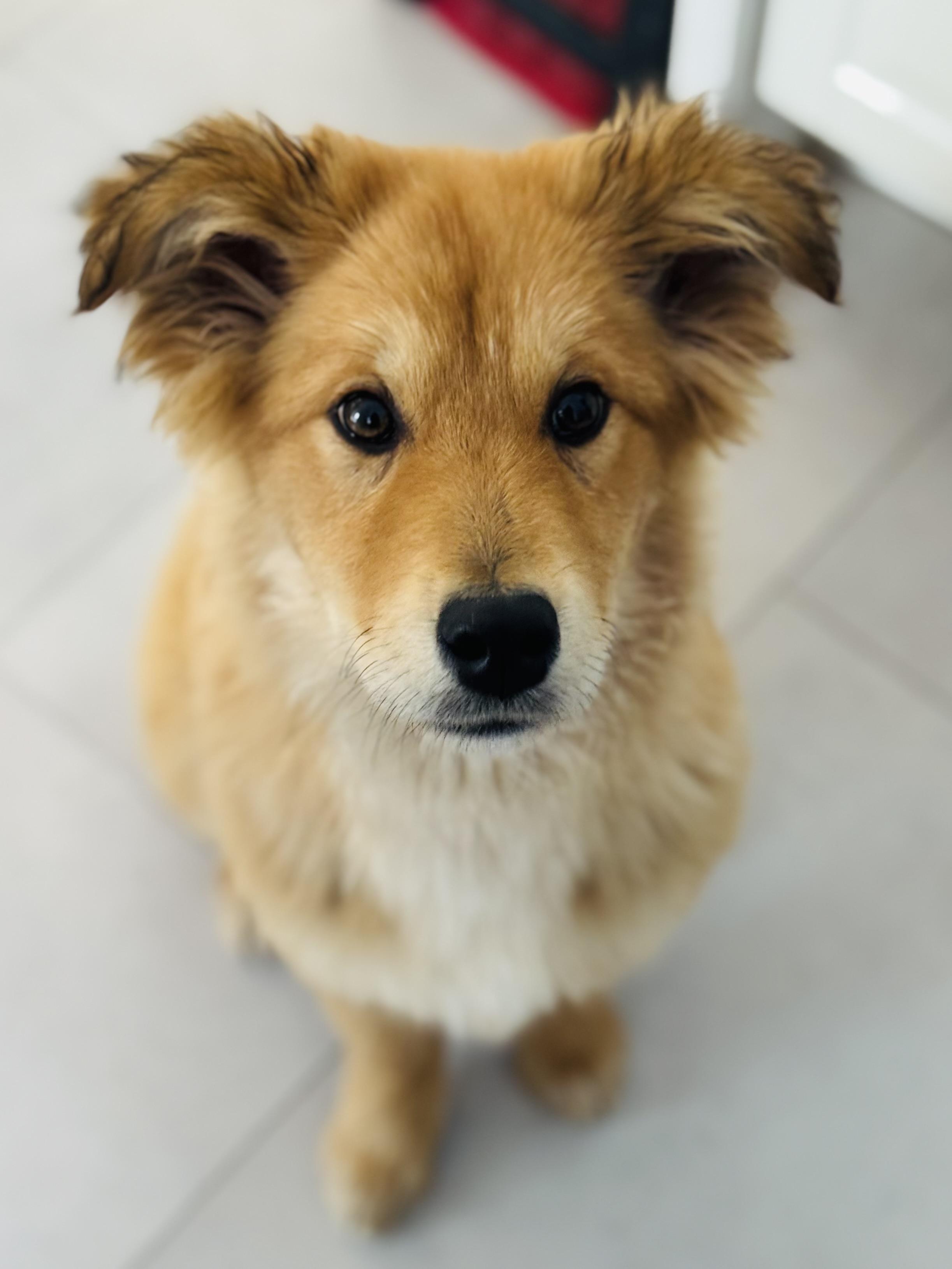 Velvet, an adopted Mixed Breed in Saskatoon, SK image 1/6