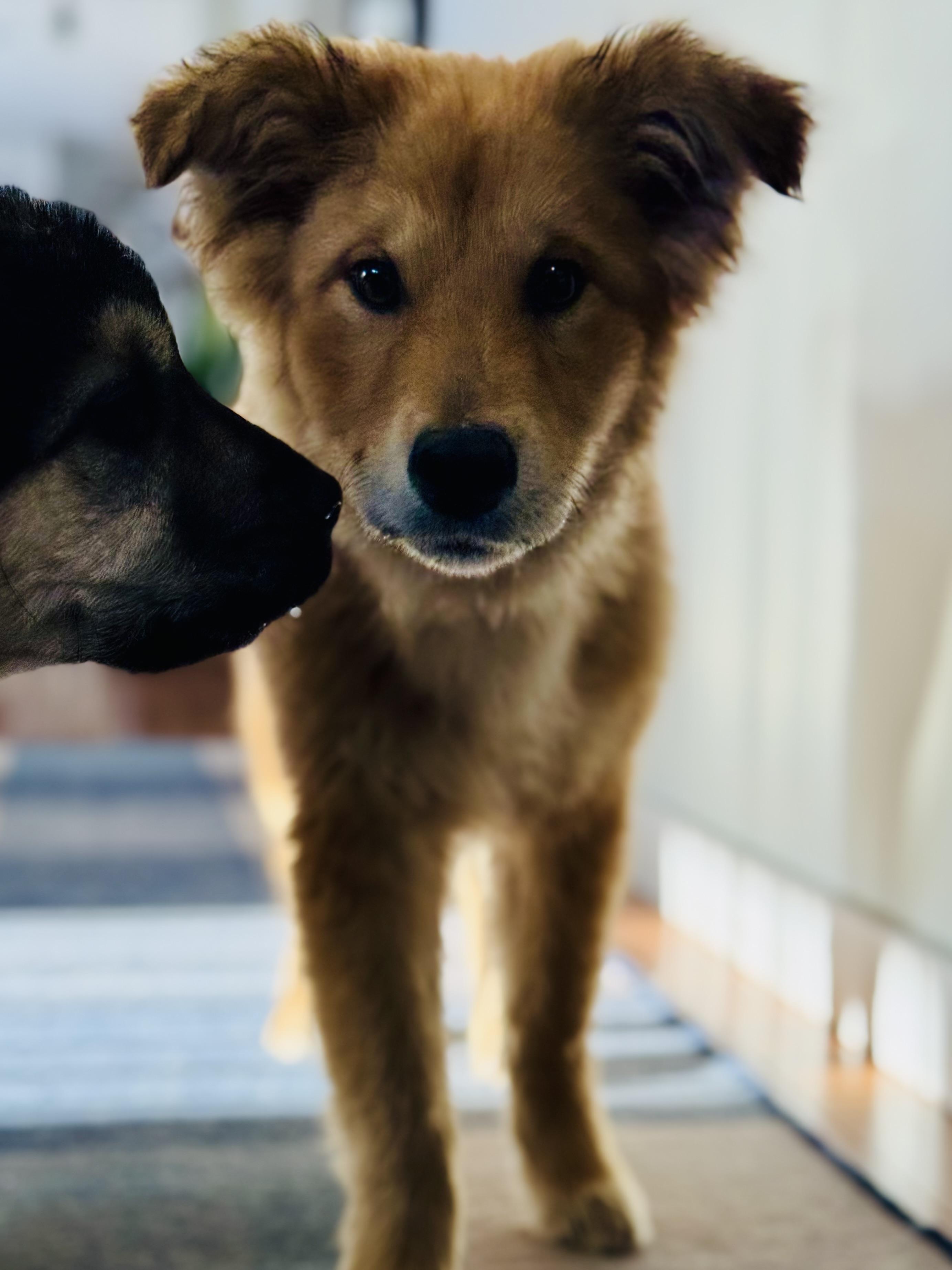 Velvet, an adopted Mixed Breed in Saskatoon, SK image 4/6