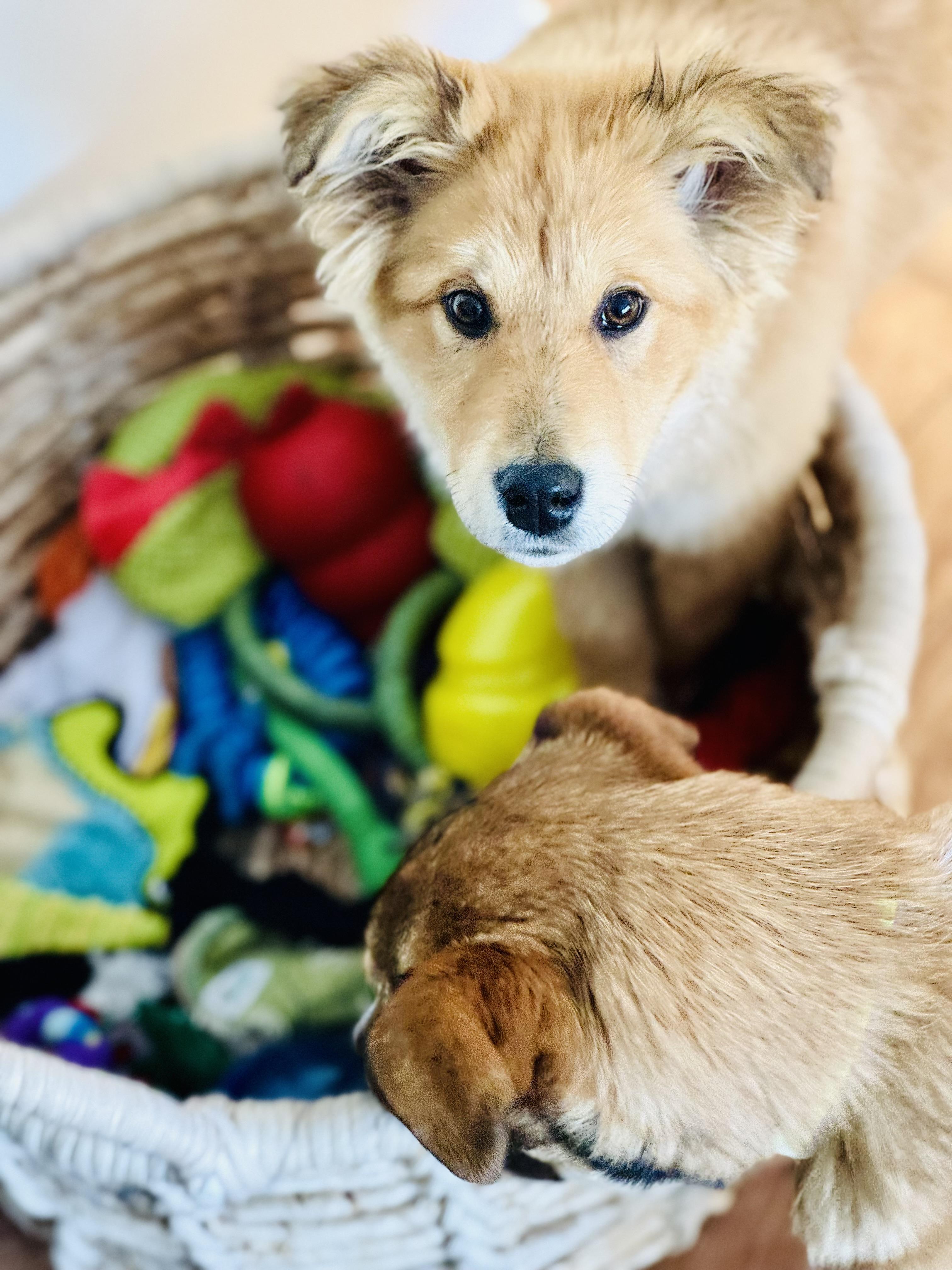 Velvet, an adopted Mixed Breed in Saskatoon, SK image 3/6