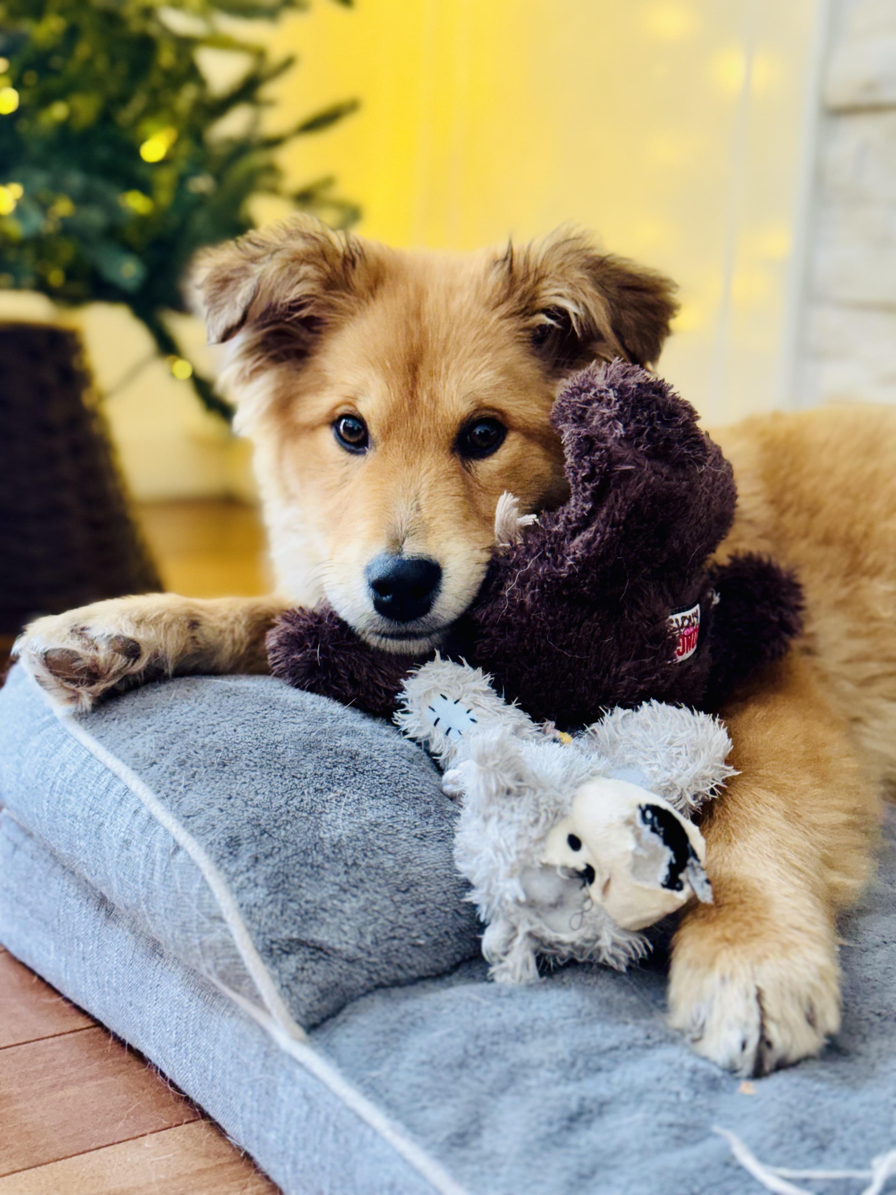 Velvet, an adopted Mixed Breed in Saskatoon, SK image 6/6