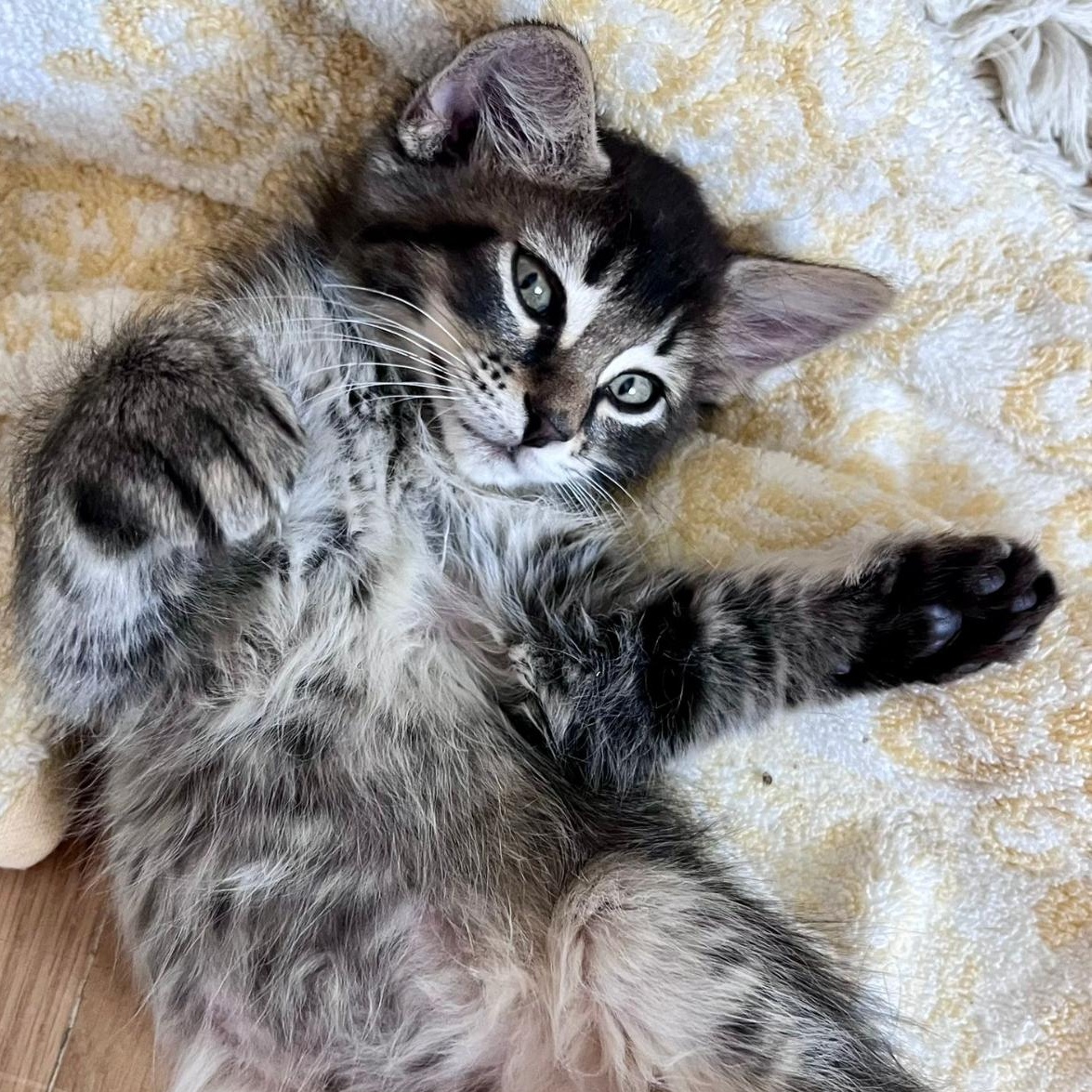 Mochi Domestic Long Hair Cat
