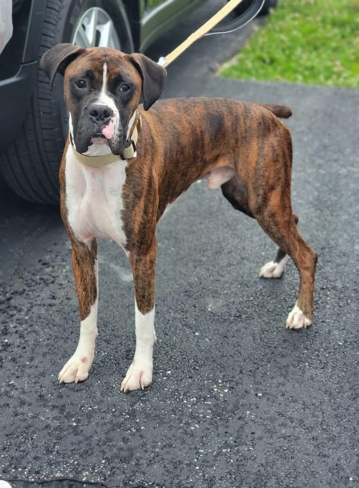 Enlarge No Name, a ADOPTABLE Boxer in Fountaintown, IN image 1/1