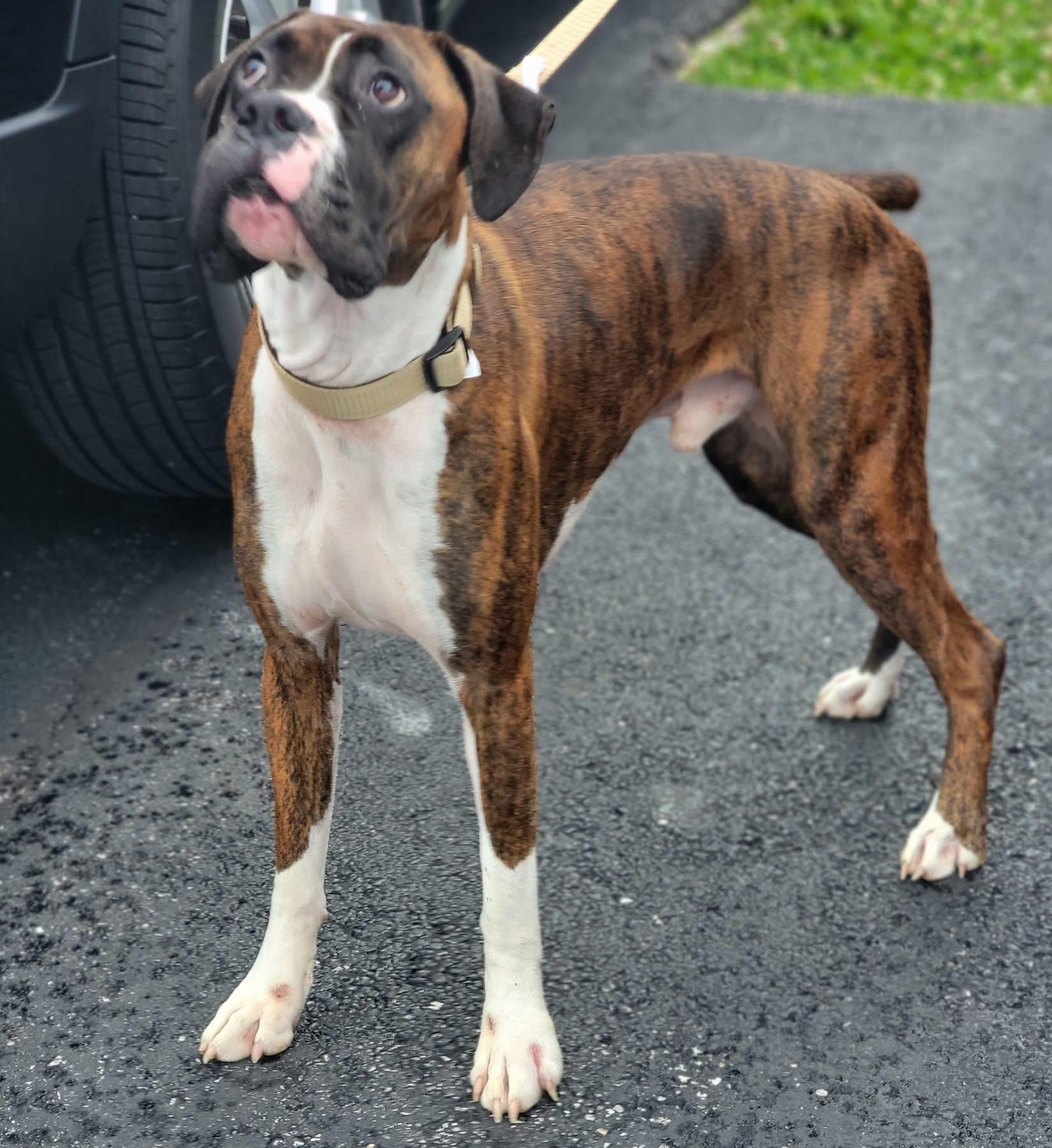 Felix, a ADOPTABLE Boxer in Fountaintown, IN image 3/4