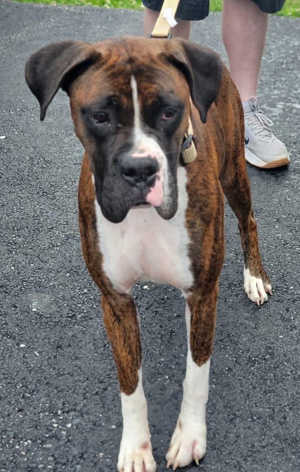 Felix, a ADOPTABLE Boxer in Fountaintown, IN image 2/4