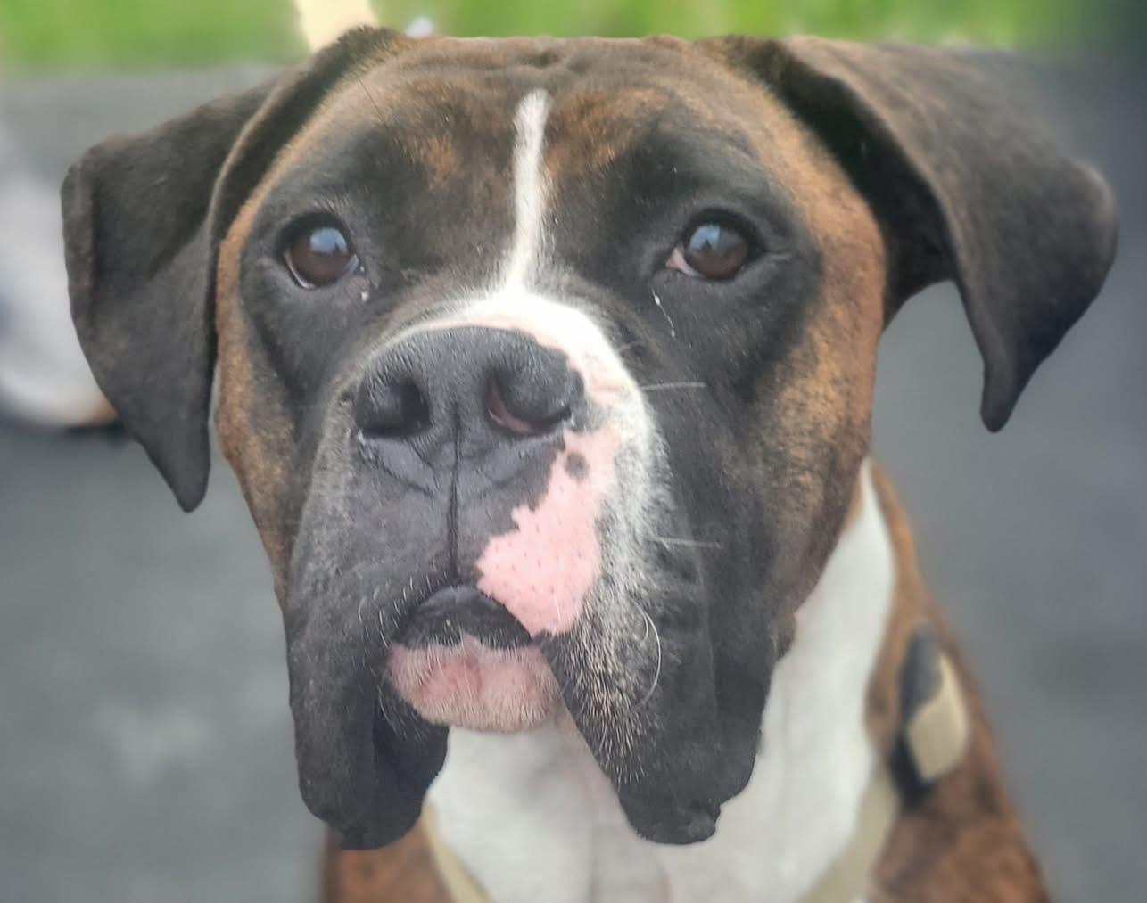 Felix, a ADOPTABLE Boxer in Fountaintown, IN image 4/4