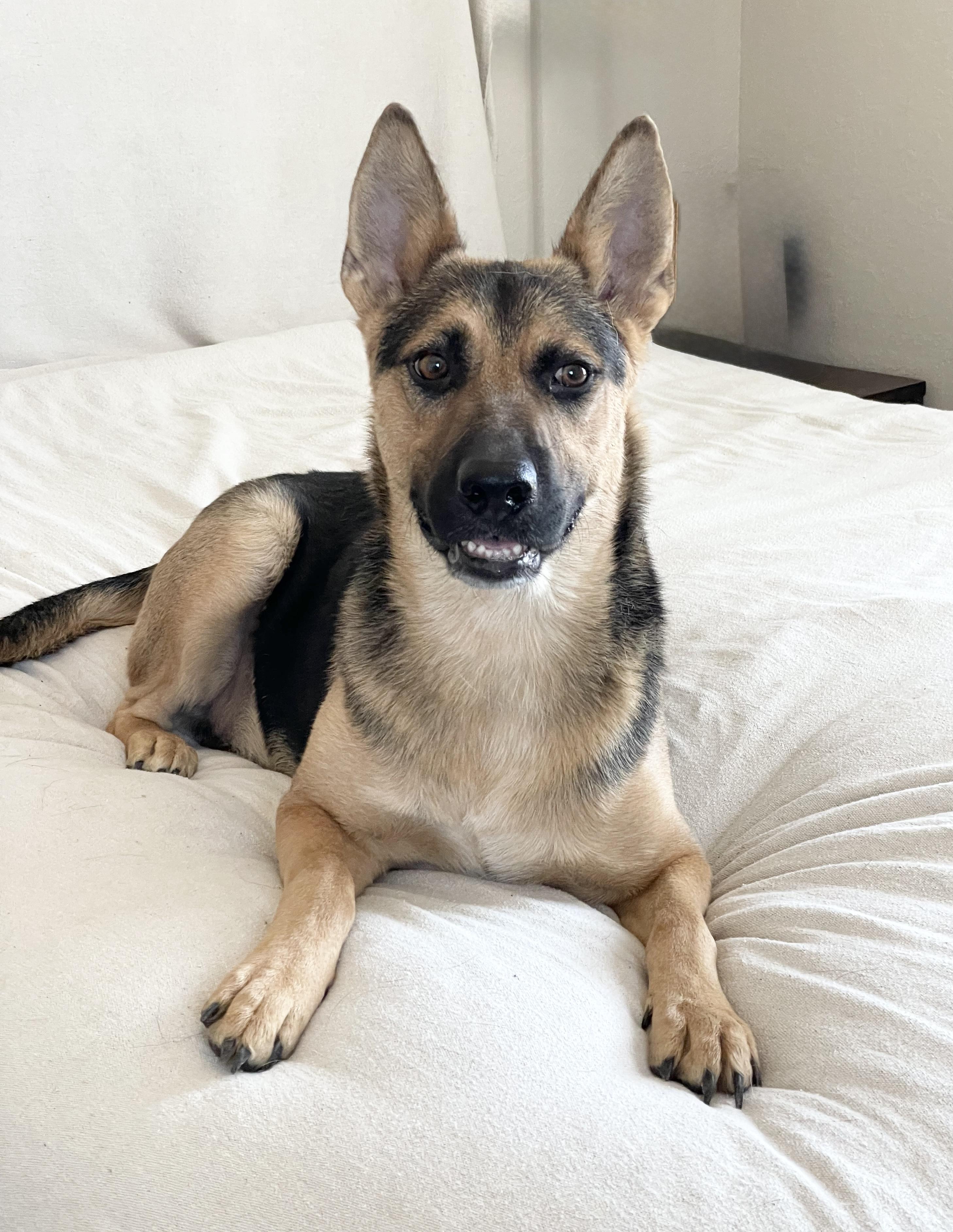 Enlarge Brilliant Kairo, a ADOPTABLE mixed breed in West Hartford , CT image 2/6