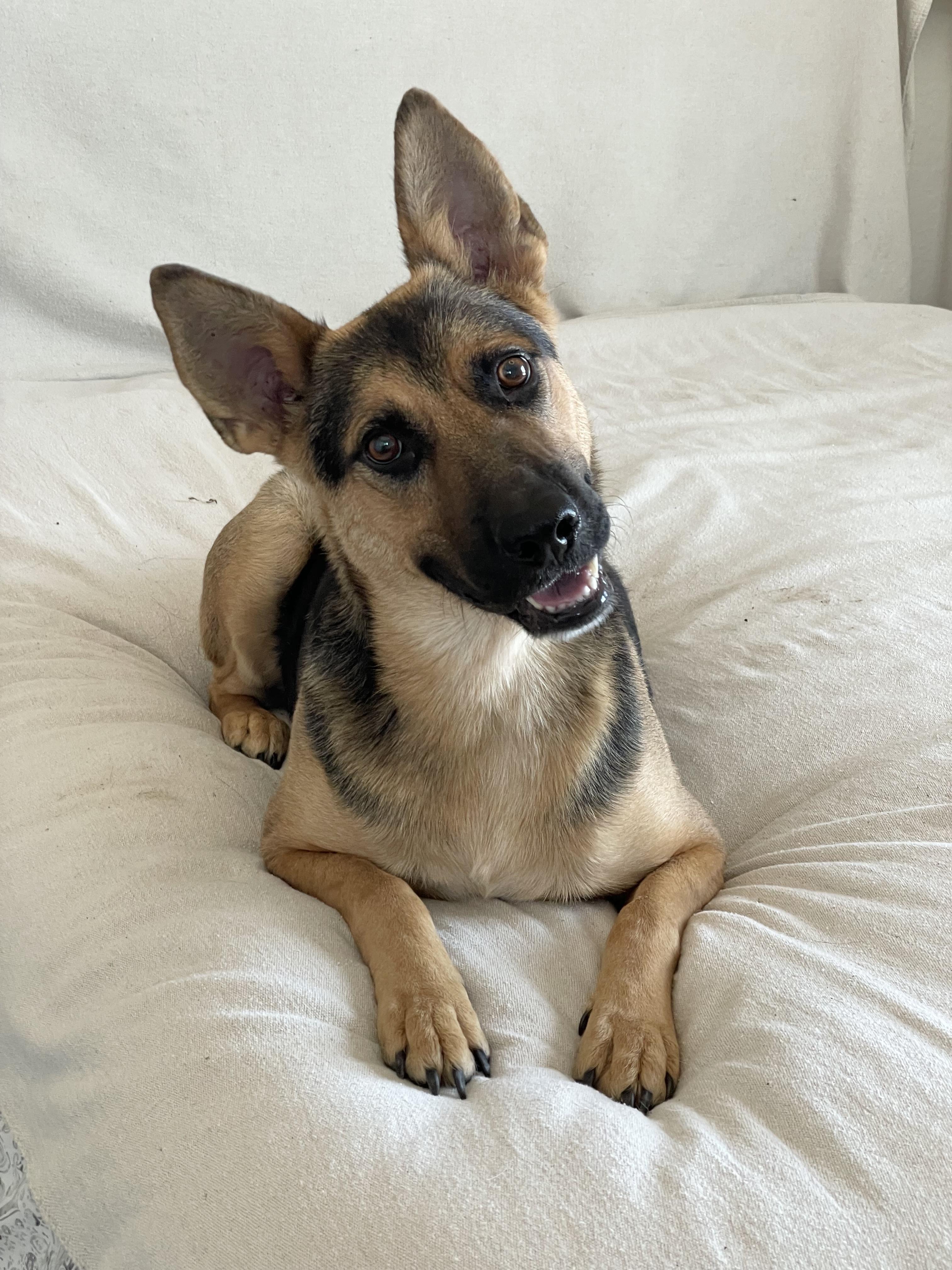 Brilliant Kairo, ADOPTABLE, Adult Male German Shepherd Dog & Belgian Shepherd / Malinois.