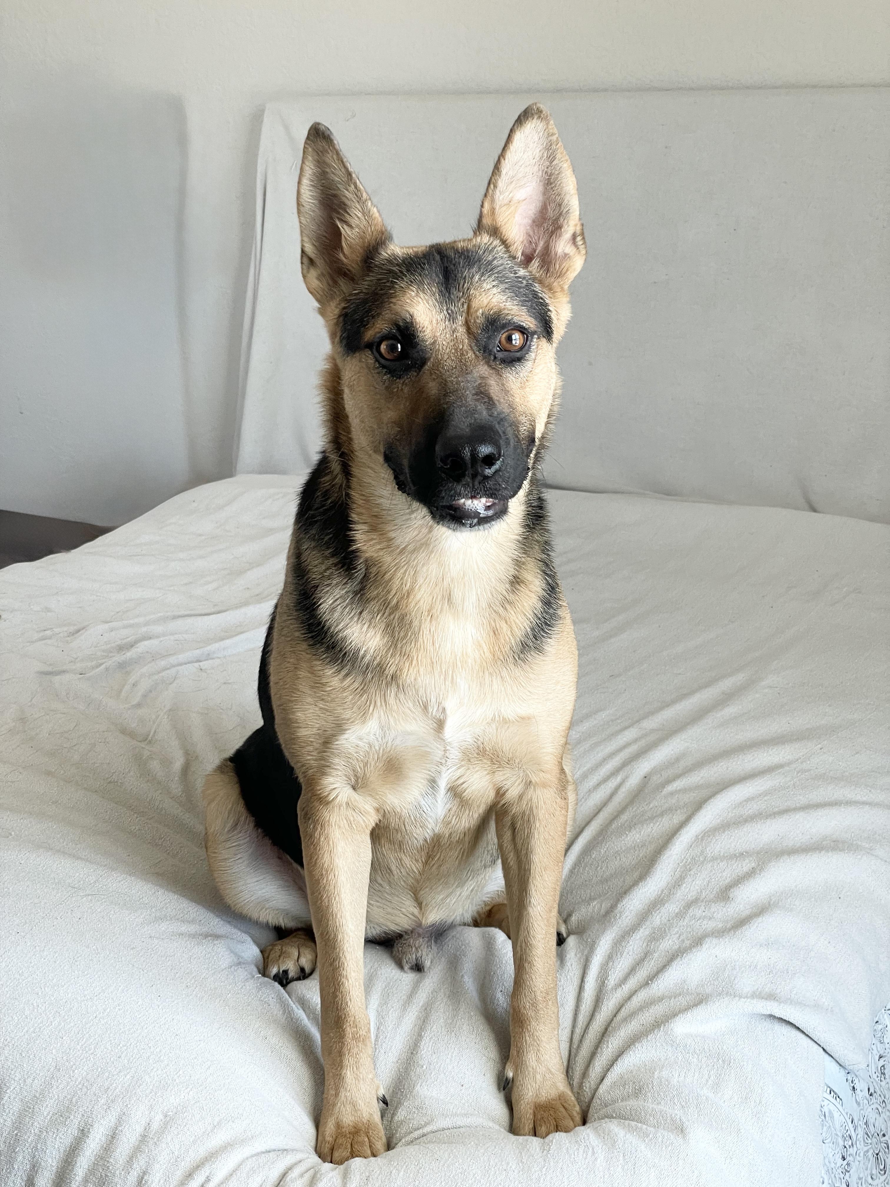 Enlarge Brilliant Kairo, a ADOPTABLE mixed breed in West Hartford , CT image 6/6