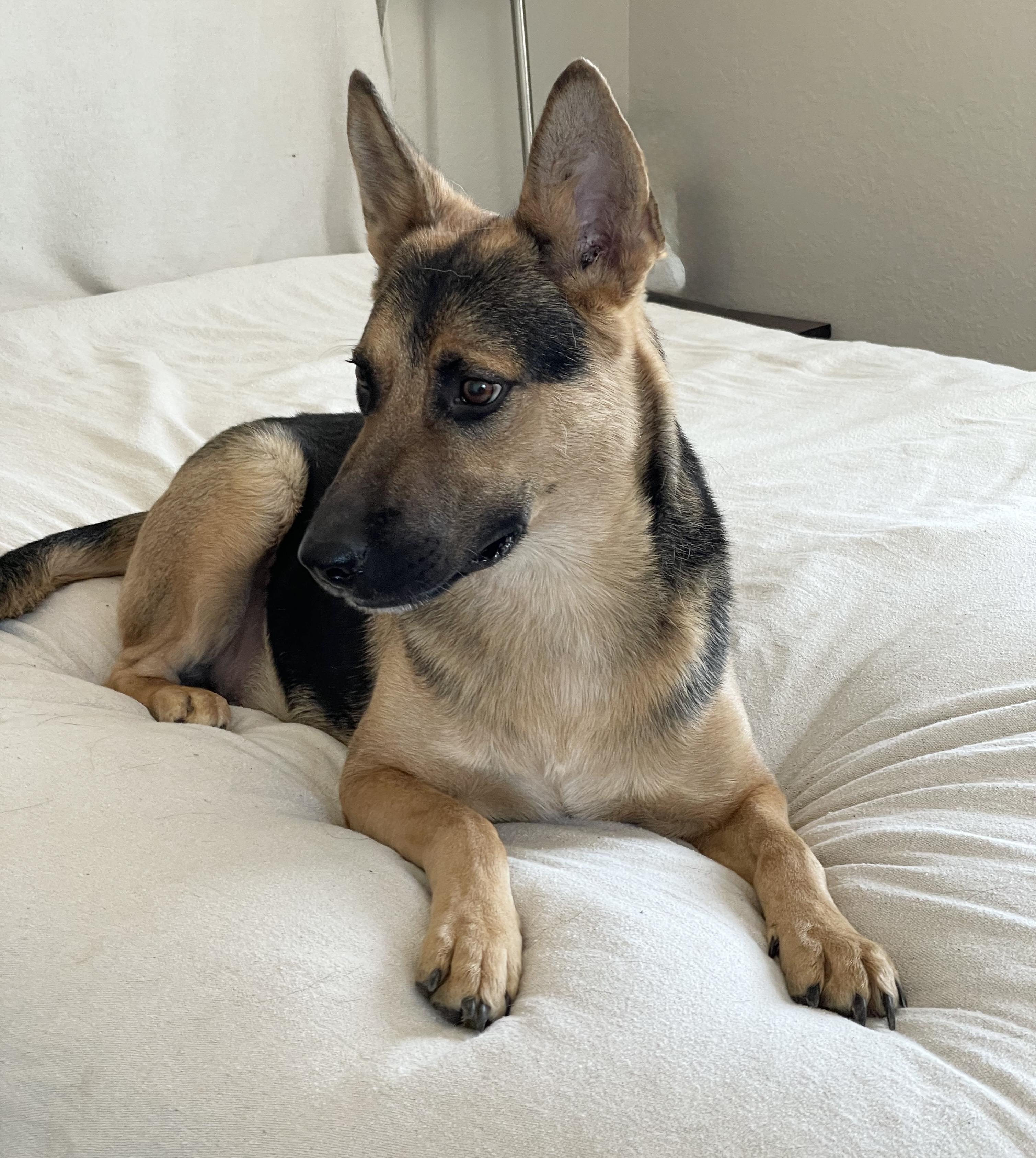 Enlarge Brilliant Kairo, a ADOPTABLE mixed breed in West Hartford , CT image 4/6