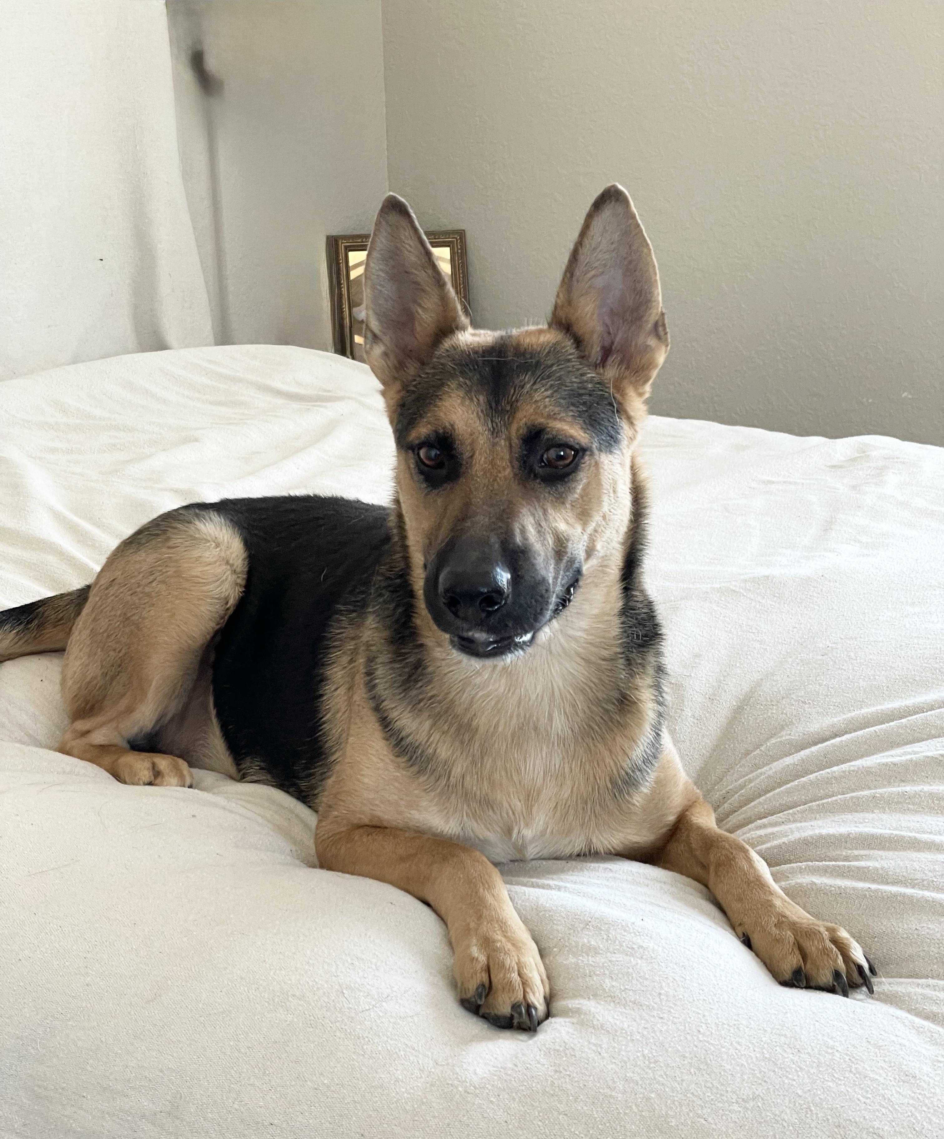 Enlarge Brilliant Kairo, a ADOPTABLE mixed breed in West Hartford , CT image 3/6