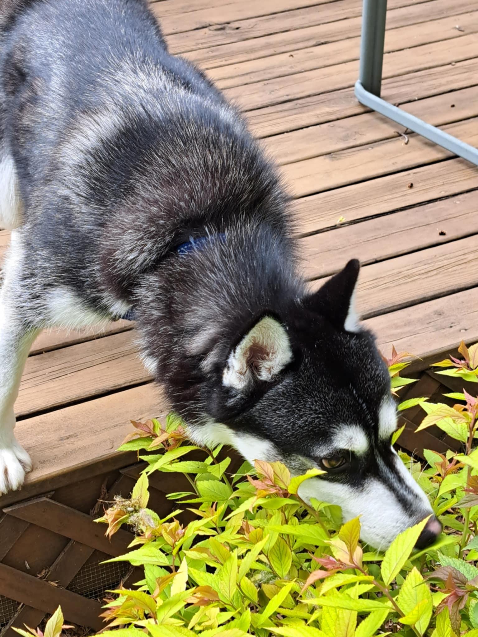 Nikko, Adoptable, Adult Male Siberian Husky & Pomeranian.